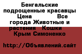 Бенгальские подрощенные красавцы. › Цена ­ 20 000 - Все города Животные и растения » Кошки   . Крым,Симоненко